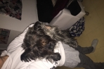 Chien