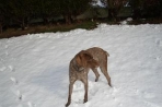 Chien