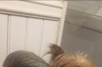 Chien