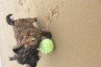 Chien