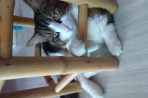 Chien