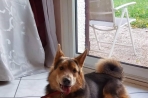 Chien
