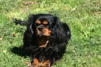 Chien