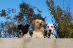 Chien