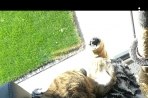 Chien