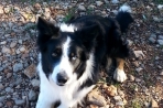 Chien