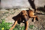 Chien