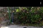 Chien