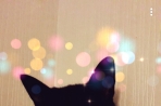 Chien