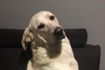 Chien