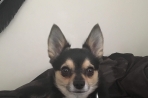 Chien