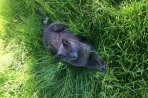 Chien