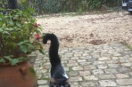 Chien