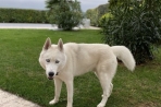 Chien