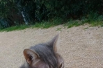 Chien