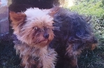 Chien