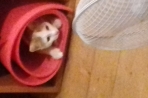 Chien