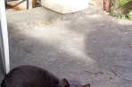 Chien