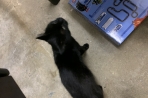 Chien