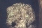 Chien