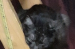 Chien