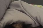 Chien