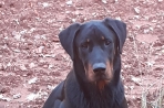 Chien