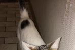 Chien