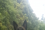 Chien