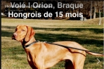 Chien