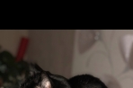 Chien
