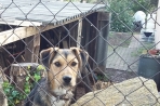 Chien
