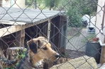 Chien