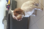Chien