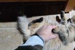 Chien