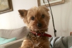 Chien