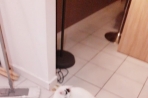 Chien