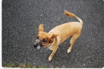 Chien