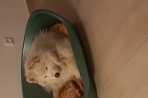 Chien