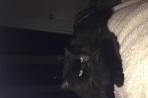 Chien