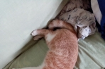 Chien