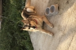 Chien