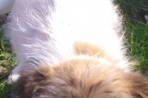 Chien