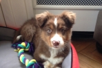 Chien