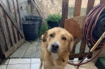 Chien