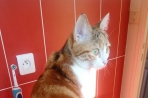 Chien