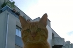 Chien