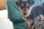 Chien