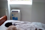 Chien