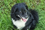 Chien